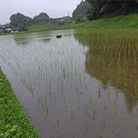 山口県田布施町 有機栽培の酒米で特等を作る福本農園さんに、安価版ロボ投入です。