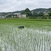 兵庫県三木市の田んぼではクログワイに悩まされている田んぼで稼働しています。