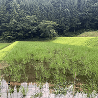 アイガモロボ＋冬季湛水のあとに直播をしてロボで抑草もした、安価版アイガモロボの要素技術開発をしている兼業農家Natural style松田さんの田んぼです。