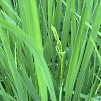 田んぼオタク 稲穂(開花前)