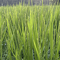 田んぼオタク 花盛り