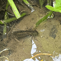 田んぼオタク ギンヤンマ