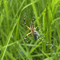 クモはハエを食べる