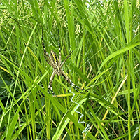 だんだん大きくなってる気がする、蜘蛛。