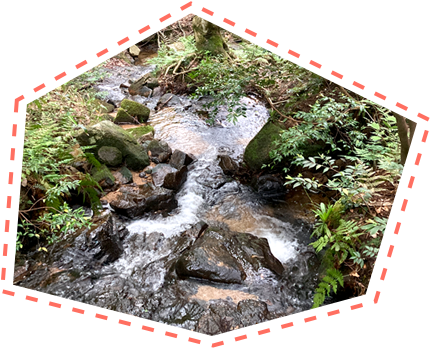 山門水源の森探検