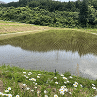 福島県二本松市では、だいぶ前から東京農工大学の大川先生らが開発した新品種「さくら福姫」の栽培や日本酒づくり、ワイン用意ぶどうの栽培やワインづくりをしているのですが、ついにアイガモロボの実験も開始しています。前からゆかりのあるこの地の皆さまのお役に立てるといいなと思っています。写真は田植えから12日で、1日おきに2枚の田んぼを動かしているそうです。