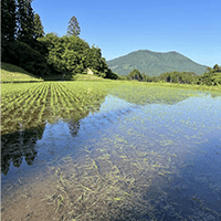 鳥取県日南町では田植えから3週間が経過しました。安価版アイガモロボを導入した田んぼでは、ロボを稼働させるエリアと稼働させないエリアを作り実験をしていましたが、その差はくっきり！