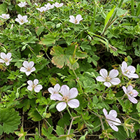 田んぼオタク 花