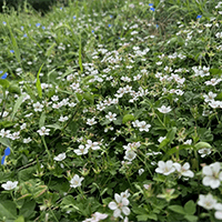 田んぼオタク 花