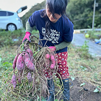 実りの秋、さつまいも収穫🍠福地（しろち）の田んぼの横の畑で、ぱんぱんに大きくなったさつまいもが収穫できました！