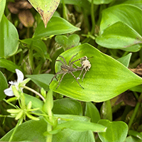 田んぼオタク 脱皮？