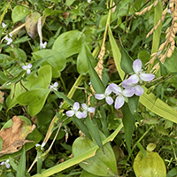 田んぼオタク 花