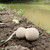 田んぼオタク キノコ🍄！