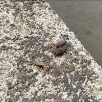 稲作家 エビ🦐