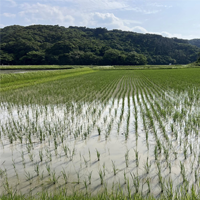 表島の天候不順、大学開発品種とロボの相性