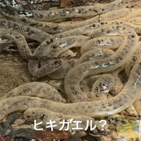 裏山で見つけたよ、ヒキガエル？