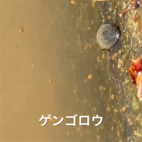 稲作家 ゲンゴロウ chase