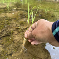 稲作家 今、緊急でお米植えています