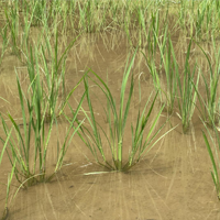 稲作家 梅雨で元気増し増し