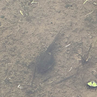 稲作家 もしやヒキガエルか？