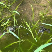 稲作家　どしたどした？珍しいか？