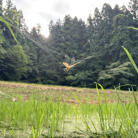 稲作家　かかってた