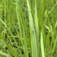 稲作家　やぁ、調子はどうだい？