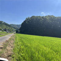 アイガモロボ圃場のオモダカ