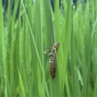 稲作家　ギンヤンマ