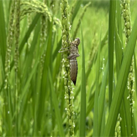 稲作家　ギンヤンマ6