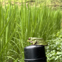 稲作家　あれ？モリアオガエルさん？