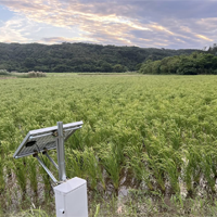 西表島2期作ではもう少しで収穫