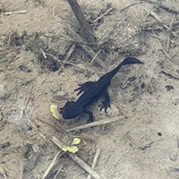 サンショウウオ