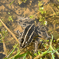 トノサマガエル