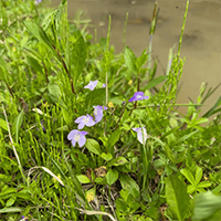 ムラサキサギゴケ