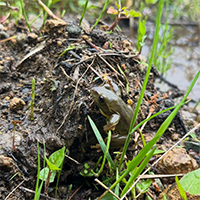 シュレーゲルアオガエル