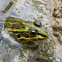 Tonosama Frog