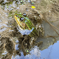 frog, hello.