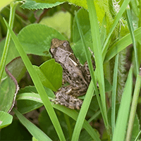 the frog