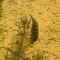 ガムシ water scavenger