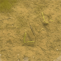 ミズカマキリ Water scorpion