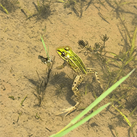 トノサマ