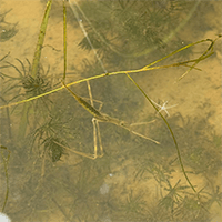 ミズカマキリ Water scorpion