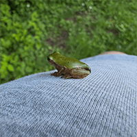 アマガエル