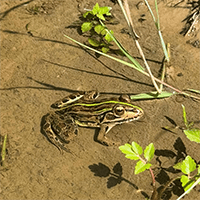 トノサマ