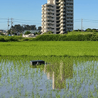 今朝のアイガモロボ