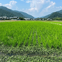 兵庫県姫路市では8ha40枚くらいを3台で